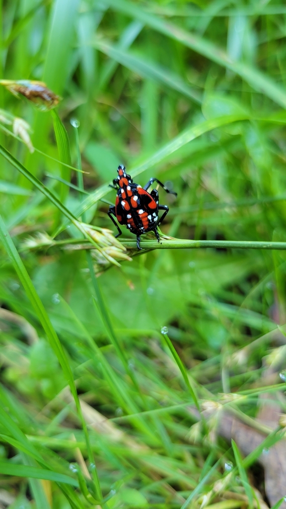 Spotted Lanternfly From Shenandoah Va Usa On July At