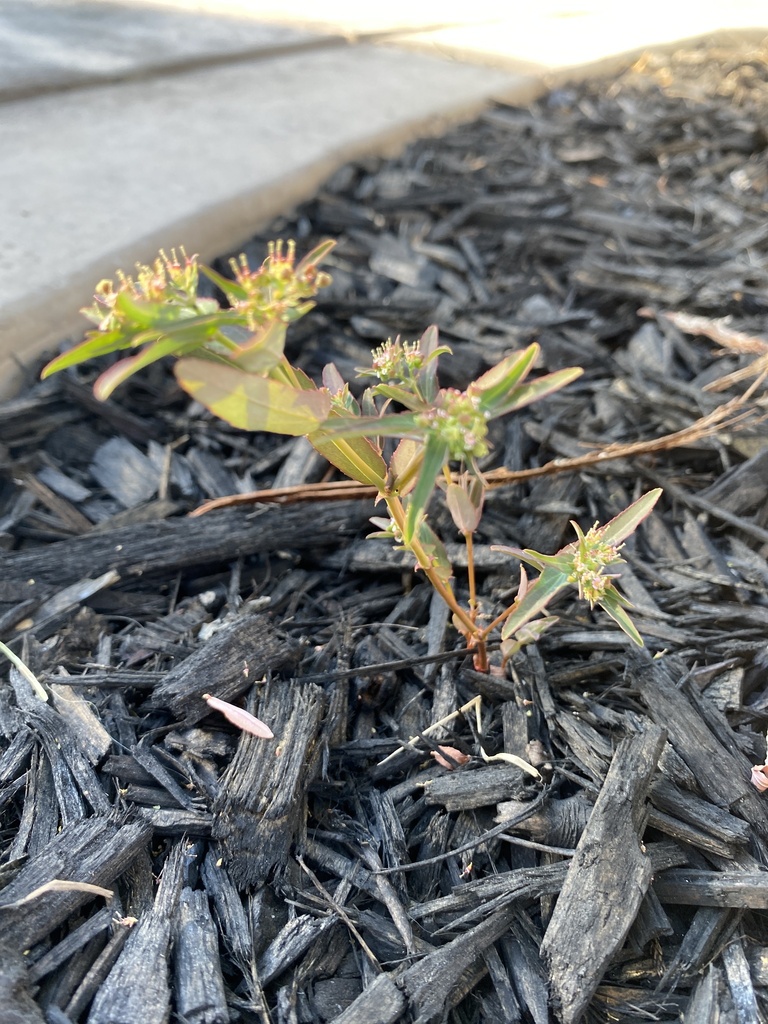 sandmats in July 2022 by Anthony Partida · iNaturalist