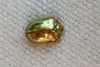 Golden Tortoise Beetle - Photo (c) North Branch Nature Center, all rights reserved, uploaded by North Branch Nature Center