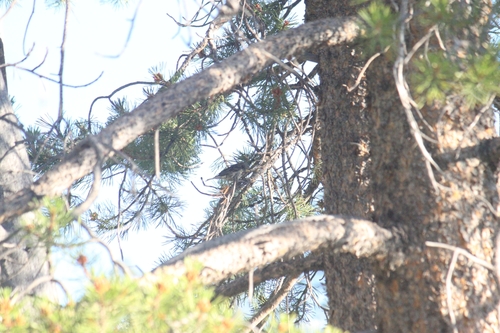 iNaturalist observation photo of Yellow-rumped Warbler