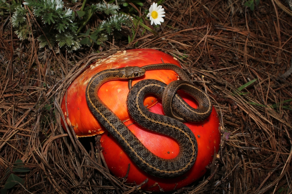 Longtail Alpine Garter Snake from parque ecoturistico 