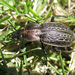 Carabus maeander - Photo (c) North Branch Nature Center, όλα τα δικαιώματα διατηρούνται, uploaded by North Branch Nature Center