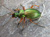 Golden Ground Beetle - Photo (c) North Branch Nature Center, all rights reserved, uploaded by North Branch Nature Center