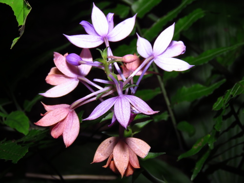 Calanthe sylvatica