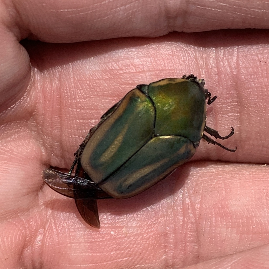 common-green-june-beetle-from-manchester-rd-fairview-pa-us-on-july