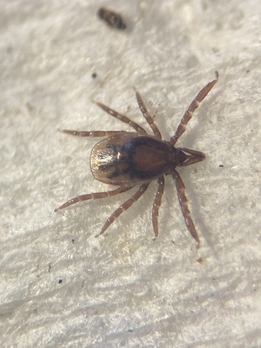 Ixodes nuotrauka