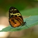 Mariposa Alas de Tigre de Tres Manchas - Photo (c) andersonwarkentin, todos los derechos reservados, subido por andersonwarkentin