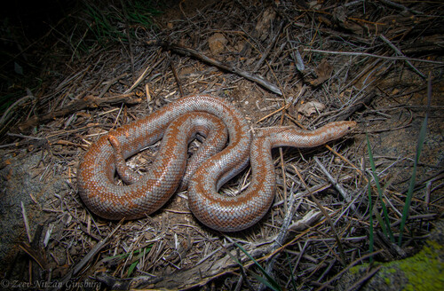 Coastal Rosy Boa