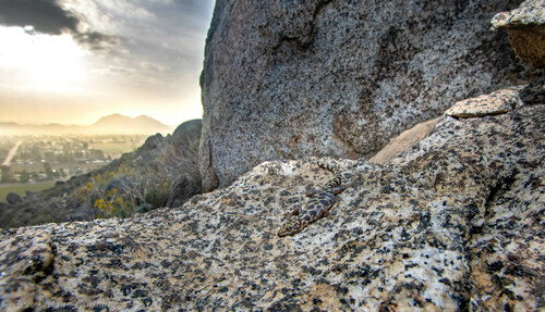 Granite Night Lizard