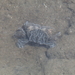 California Burrowing Crab - Photo (c) louislo, all rights reserved, uploaded by louislo