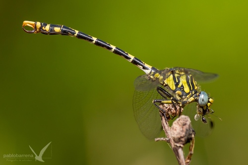 Large Pincertail