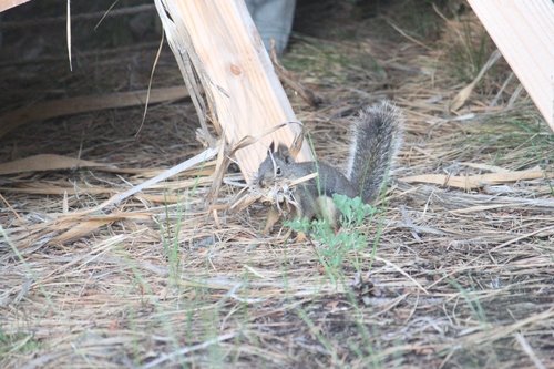 iNaturalist observation photo of Douglas's Squirrel