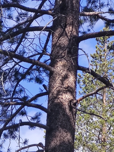 iNaturalist observation photo of Red-breasted Sapsucker