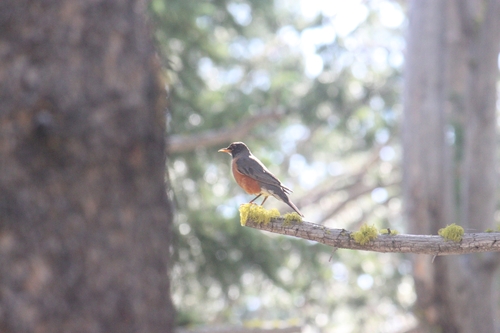 iNaturalist observation photo of American Robin
