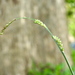 Yellow Watercrown Grass - Photo (c) Rajib Maulick, all rights reserved, uploaded by Rajib Maulick