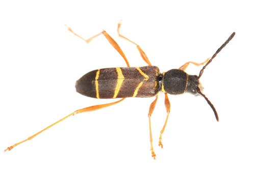 Miriclytus thumbnail