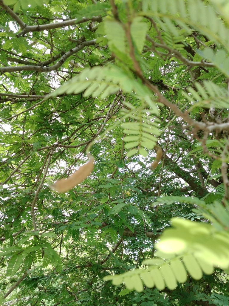 Tamarind from Santa Gertrudis, Huetamo on July 18, 2022 at 11:48 AM by ...