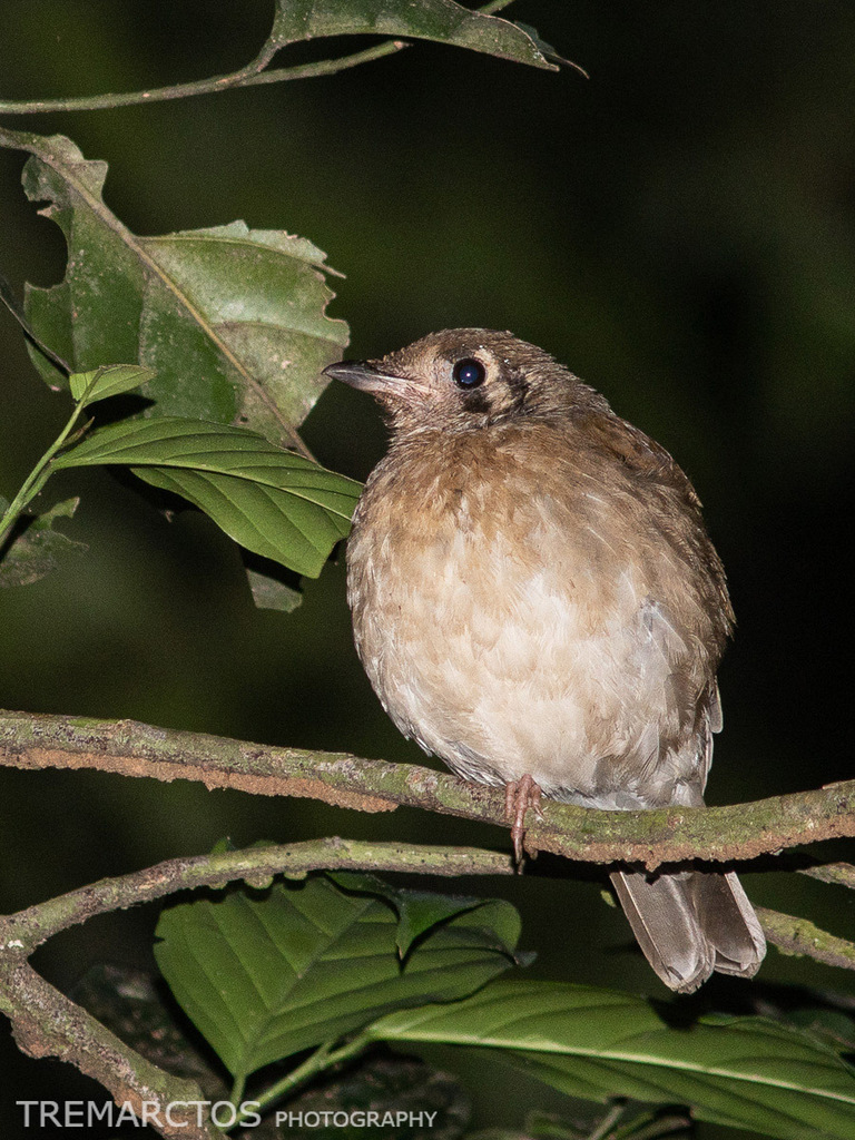 Gray Ground-Thrush photo