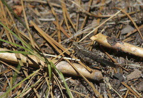 iNaturalist observation photo of Grasshoppers