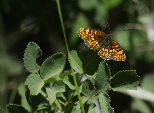 iNaturalist observation photo of Field Crescent