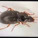 Calathus micropterus - Photo (c) gernotkunz, todos los derechos reservados, uploaded by gernotkunz