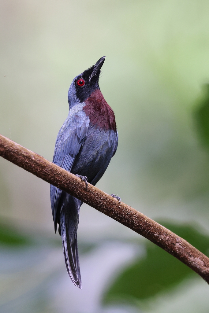Maroon-breasted Philentoma (Philentoma velata) photo