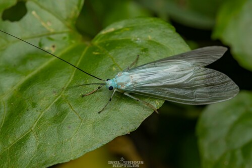 Polymorphanisus astictus