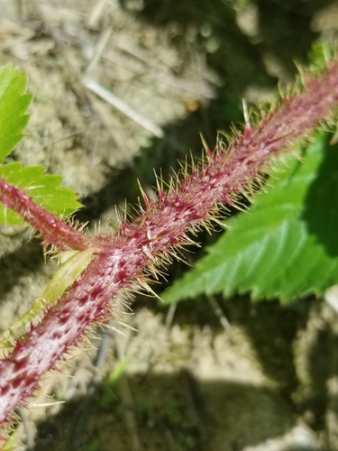 Rubus X furtivus