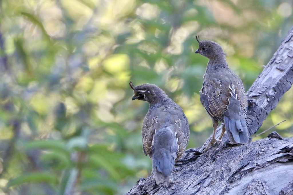 California Quail from Griffith Park, Los Angeles, CA, US on July 19
