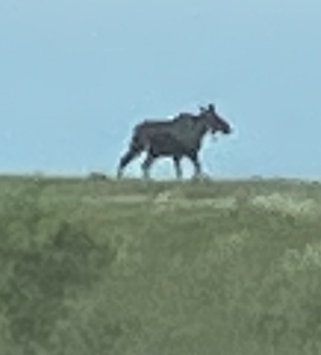 Alaskan Moose