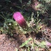 Cirsium andersonii - Photo (c) dirtydevin18, todos los derechos reservados