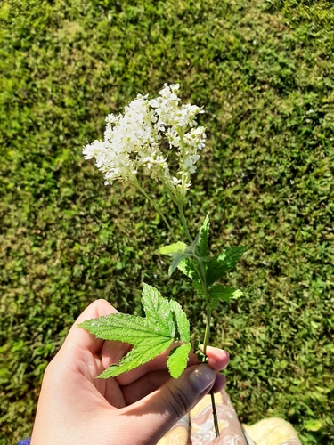 Meadowsweet