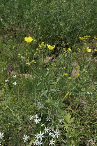 Ranunculus sericeus