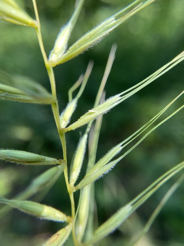 Elymus hystrix var. bigelovianus