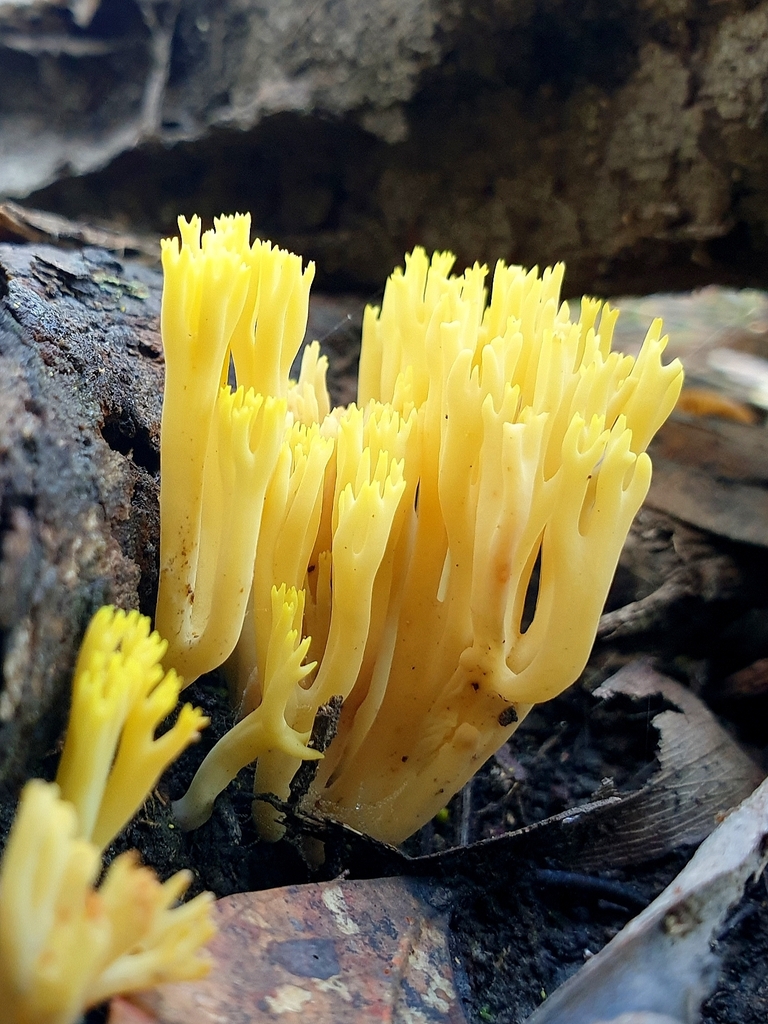 Ramaria lorithamnus from Chum Creek VIC 3777, Australia on July 20 ...