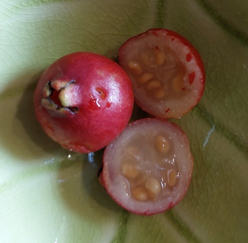 strawberry-guava