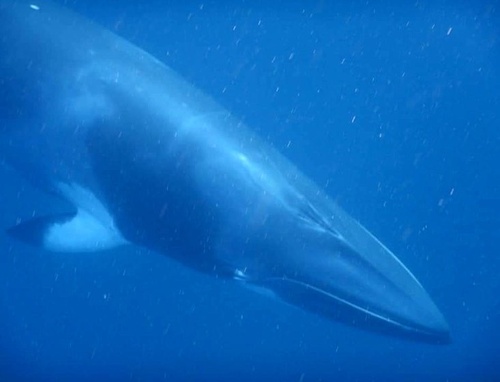 Common Minke Whale