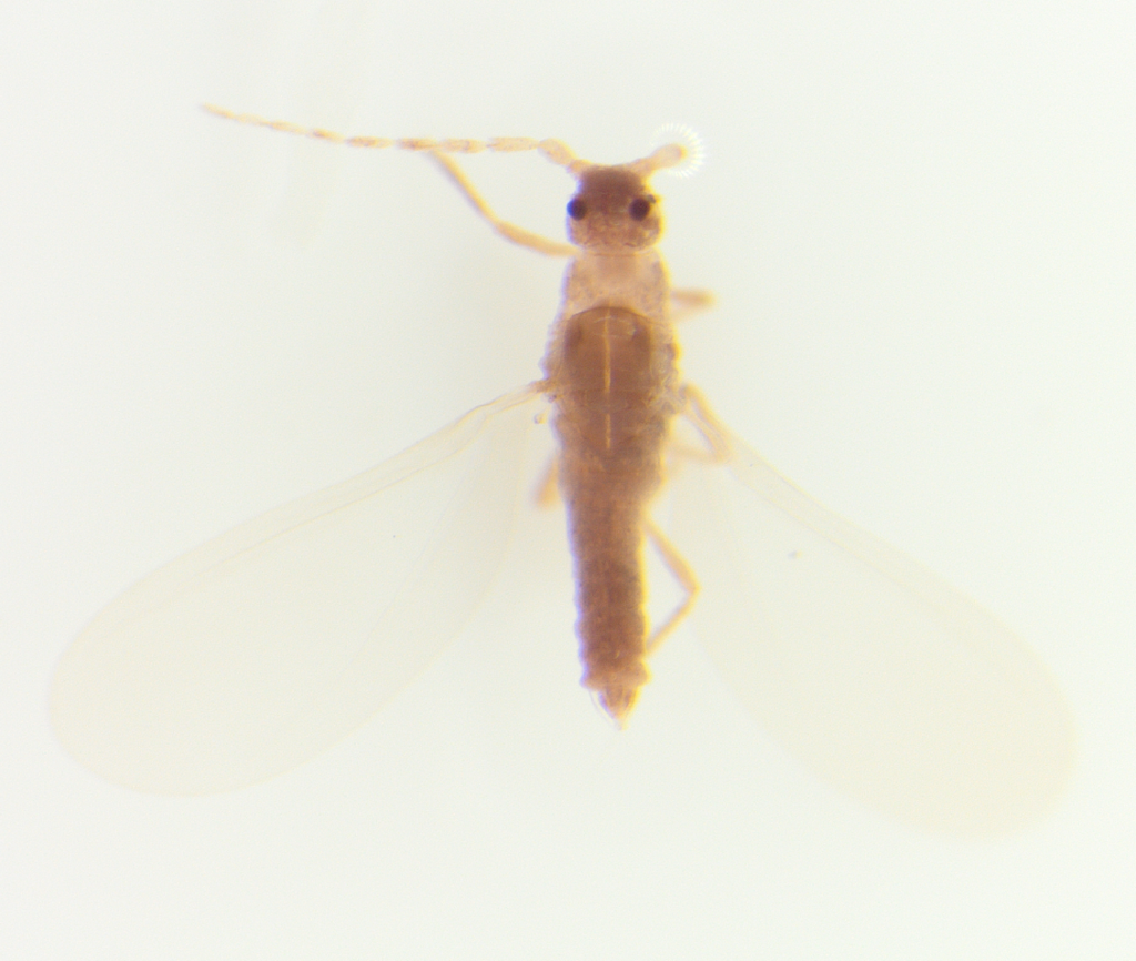 Winged and Once-winged Insects in July 2022 by Devin Pedraza. Not even ...
