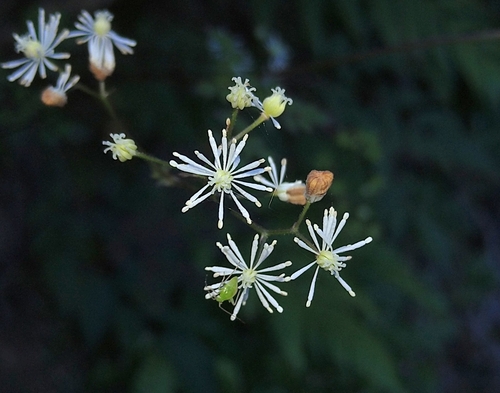 Thalictrum javanicum