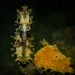 Observation photo