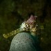 Observation photo