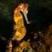 Observation photo