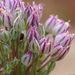 Allium ampeloprasum - Photo 由 Valter Jacinto 所上傳的 (c) Valter Jacinto，保留所有權利