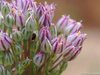 Wild Leek Complex - Photo (c) Valter Jacinto, all rights reserved, uploaded by Valter Jacinto