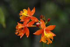 Epidendrum radicans image