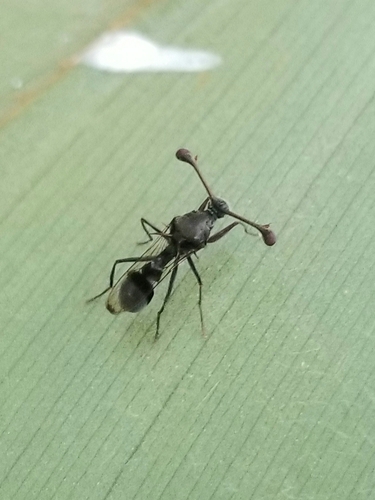 Chaetodiopsis meigenii