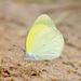 Mariposa Amarilla Palida - Photo (c) Dr. Alexey Yakovlev, todos los derechos reservados, subido por Dr. Alexey Yakovlev