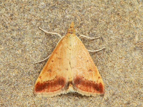 Sociable Pyrausta Moth