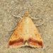 Pyrausta fodinalis - Photo 由 Michael King 所上傳的 (c) Michael King，保留所有權利