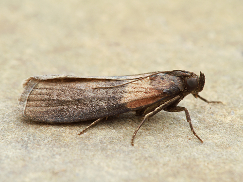 Sciota levigatella